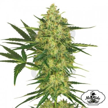 Mr. Cheese Mass - Mr Hide - 100% feminizada - Grow Barato