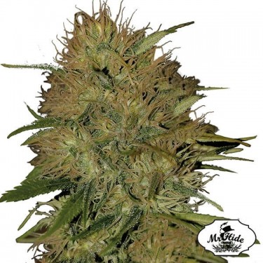 Mr. Jack Mass - Mr Hide - variedad feminizada - Grow Barato