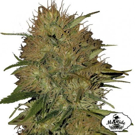 Mr. Jack Mass - Mr Hide - variedad feminizada - Grow Barato Mr. Jack Mass - Mr Hide - variedad feminizada - Grow Barato