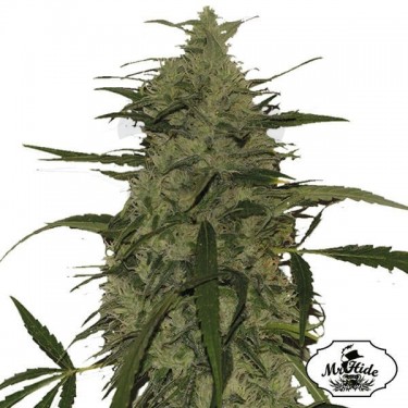 Mr. Amnesia Mass - Mr Hide - variedad hembra - Grow Barato