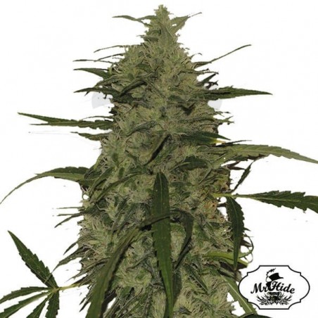 Mr. Amnesia Mass - Mr Hide - variedad hembra - Grow Barato Mr. Amnesia Mass - Mr Hide - variedad hembra - Grow Barato