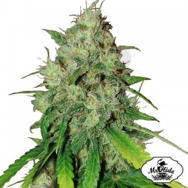 Mr. Shiska de Mr Hide Seeds 100% feminizadas - Grow Barato
