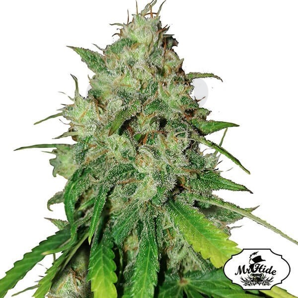 Sr. Shiska de Mr Hide Seeds 100% feminizado - Grow Barato