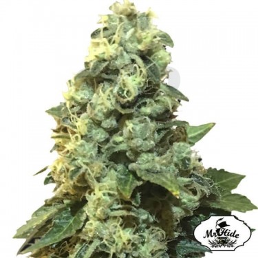 Mr. 420K de Mr Hide Seeds 100% feminizadas - Grow Barato