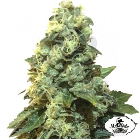 Mr. 420K de Mr Hide Seeds 100% feminizadas - Grow Barato Mr. 420K de Mr Hide Seeds 100% feminizadas - Grow Barato