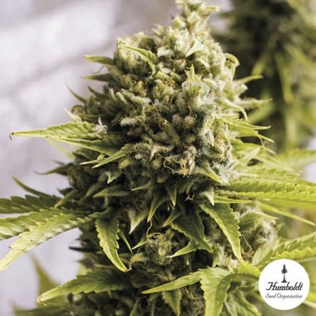 Bubba Cheese auto Cannabis Plant Bubba Cheese auto Cannabis Plant
