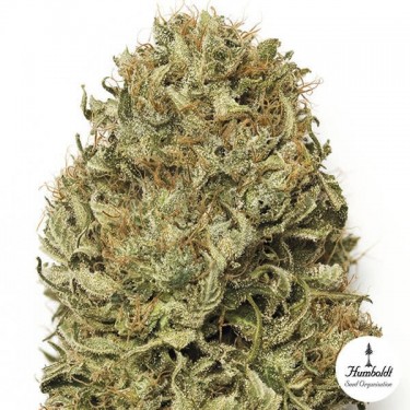 Blue Dream auto Cannabis Plant