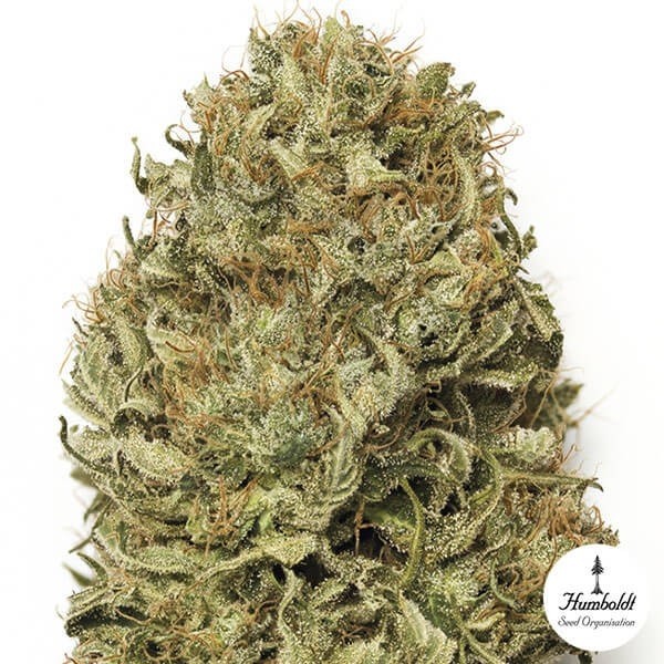 Blue Dream Auto de Humboldt Seed Organization - Grow Barato