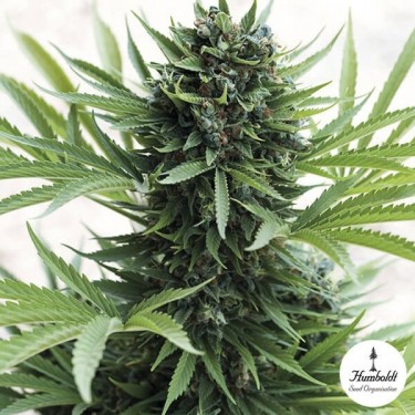 Sour Diesel Auto Cannabis Plant
