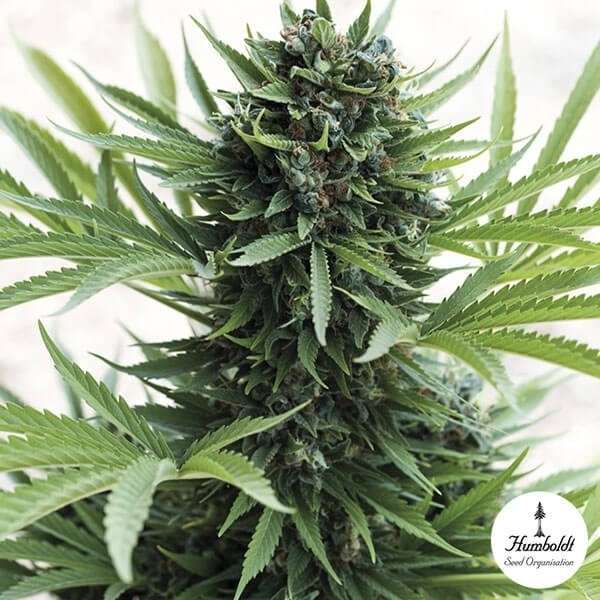 Sour Diesel Auto Cannabis Plant