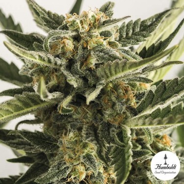Lost Coast Skunk Auto Cannabis Plant