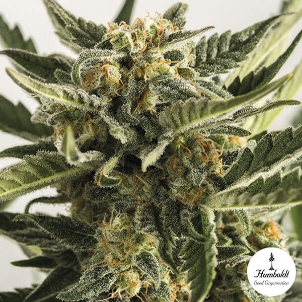 Lost Coast Skunk Auto di Humboldt Seeds