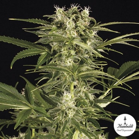 Lemon Juice Express auto Cannabis Plant Lemon Juice Express auto Cannabis Plant