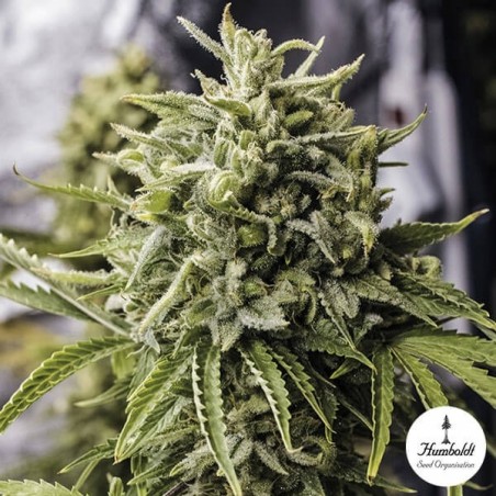 Bubba Kush Auto Cannabis Plant Bubba Kush Auto Cannabis Plant
