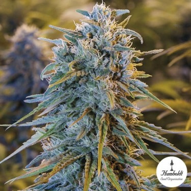 Blue Dream feminizada de Humboldt Seed - Grow Barato
