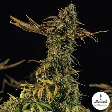 Blueberry Headband Fem de Humboldt Seeds - Grow Barato