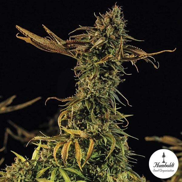 Blueberry Headband Fem de Humboldt Sementes - Crescer Barato