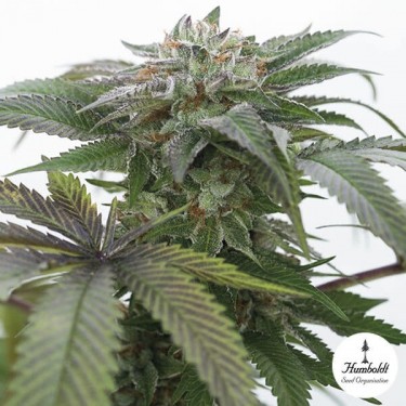 Bubba Kush 2.0 Fem de Humboldt Seeds - Grow Barato