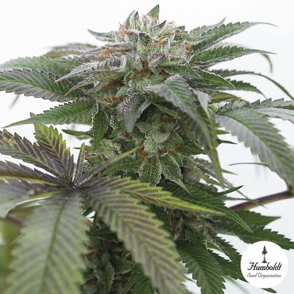 Bubba Kush 2.0 femm. di Humboldt Seeds.