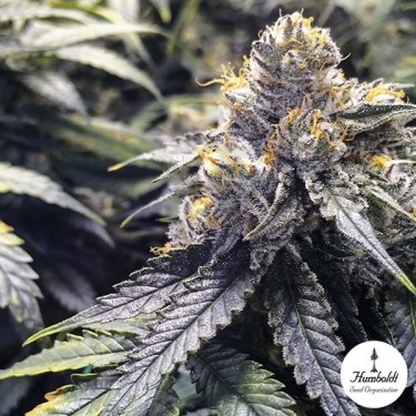 Bubbas Gift Semillas Fem. de Humboldt Seed - Grow Barato