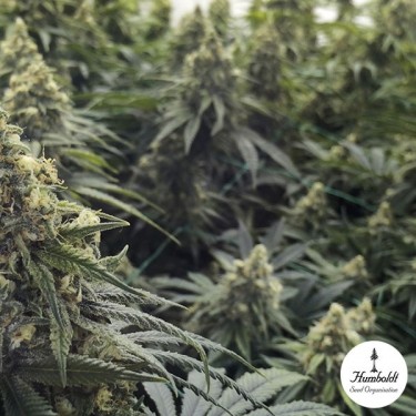 Desert Diesel Fem de Humboldt Seeds - Grow Barato