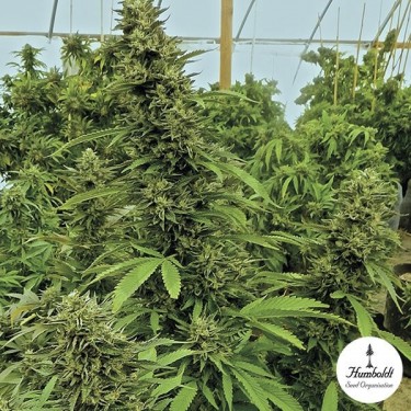 Chemdawg Fem de Humboldt Seed Organization - Grow Barato