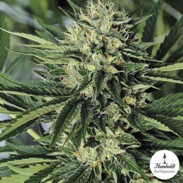 Dr. Greenthumb's Em-Dog de Humboldt Seeds - Grow Barato