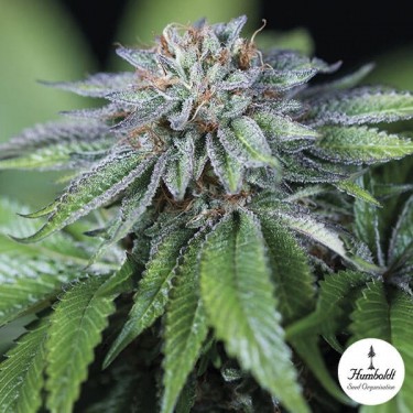 Ewe-2 Fem de Humboldt Seeds Organization - Grow Barato