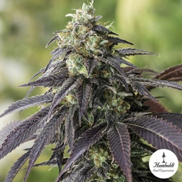 707 Headband Feminizada de Humboldt Seed - Grow Barato