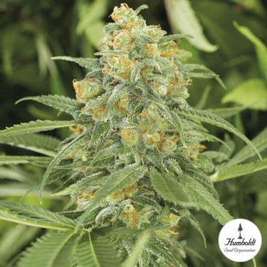 Green Crack de Humbolt Seed Organization - Grow Barato
