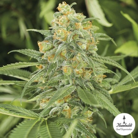 Green Crack de Humbolt Seed Organization - Grow Barato Green Crack de Humbolt Seed Organization - Grow Barato