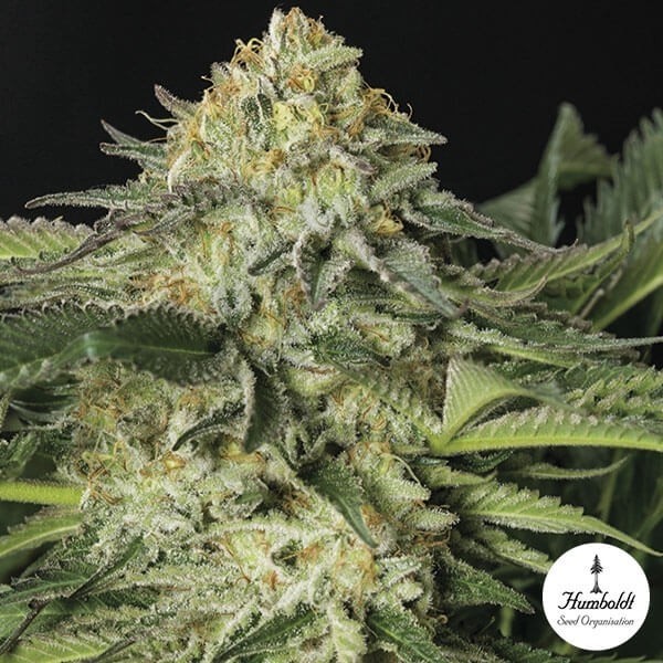 Lemon Garlic OG Fem de Humbolt Seeds - Grow Barato