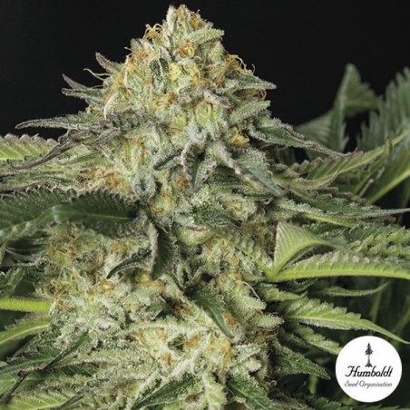 Lemon Garlic OG Fem de Humbolt Seeds - Grow Barato