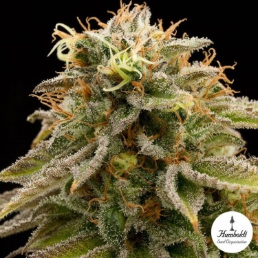 Lemon Thai Kush de Humboldt Seed Organization - Grow Barato