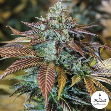 Lemon Kush Headband de Humboldt Seeds - Grow Barato