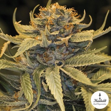 Lost Coast OG de Humboldt Seed Organization - Grow Barato