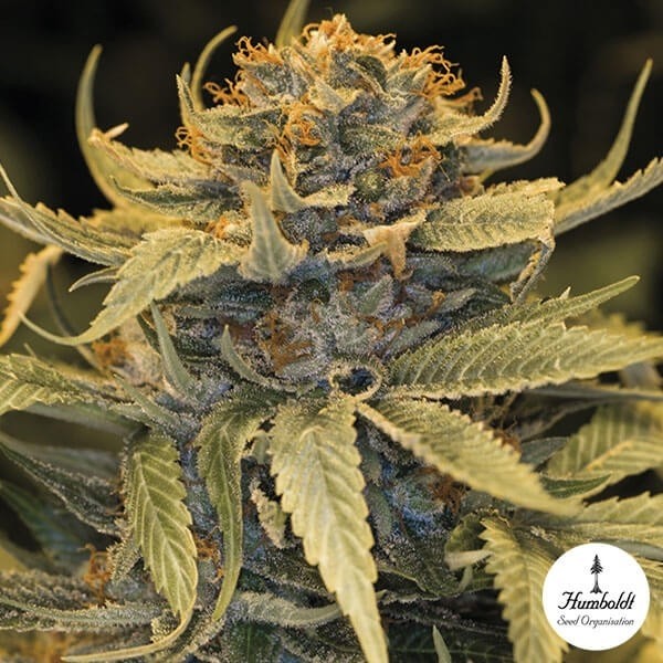 Lost Coast OG de Humboldt Seed Organization - Grow Barato