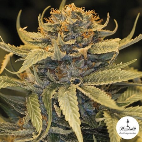 Lost Coast OG de Humboldt Seed Organization - Grow Barato