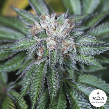 Master Kush Fem de Humboldt Seed Organization - Grow Barato