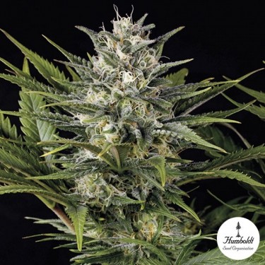 Pineapple Skunk Fem de Humboldt Seeds - Grow Barato