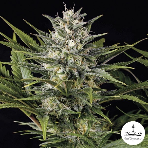 Pineapple Skunk Fem de Humboldt Seeds - Grow Barato