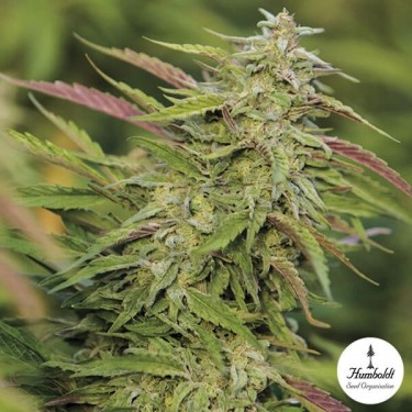 Purple Trainwreck Humboltd Seeds Organization - Grow Barato