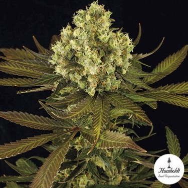 Sour Blueberry de Humboltd Seeds Organization - Grow Barato