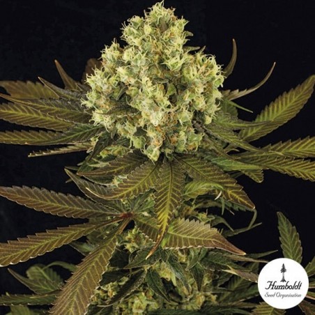 Sour Blueberry de Humboltd Seeds Organization - Grow Barato