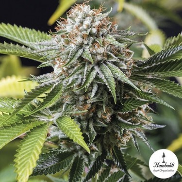 Mango Sapphire de Humboltd Seeds Organization - Grow Barato