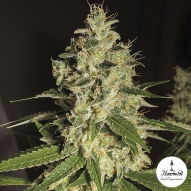 Raspberry Diesel Humboltd Seeds Organization - Grow Barato