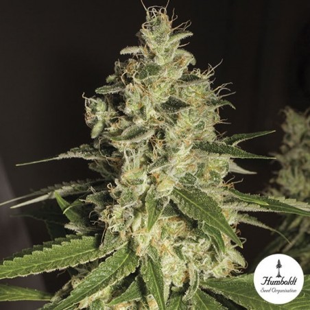 Raspberry Diesel Humboltd Seeds Organization - Grow Barato Raspberry Diesel Humboltd Seeds Organization - Grow Barato