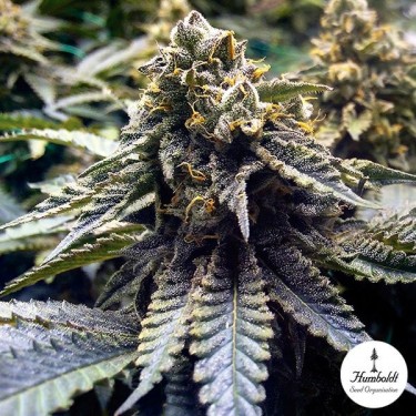 Chocolate Mint OG de Humboldt Seeds - Grow Barato