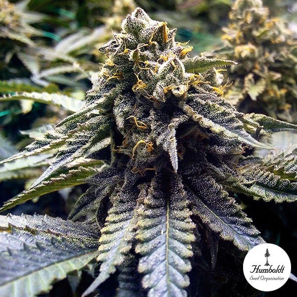 Chocolate Mint OG de Humboldt Seeds - Grow Barato