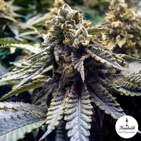 Chocolate Mint OG di Humboldt Seeds. Chocolate Mint OG di Humboldt Seeds.